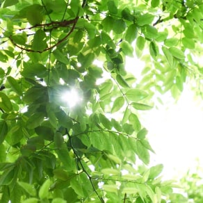 適合配合綠植發(fā)朋友圈的句子，搭配綠植的說說？