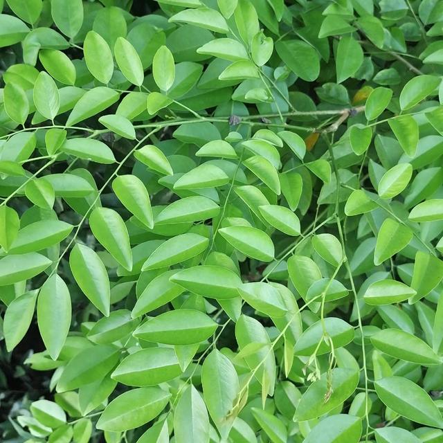 微信什么時(shí)候出來(lái)的，微信什么時(shí)候出來(lái)的幾年？