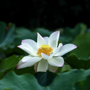 招生朋友圈文案，學校招生朋友圈文案？