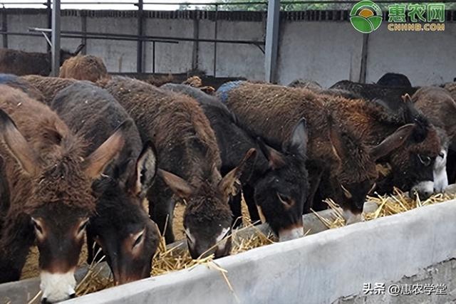 養(yǎng)啥最賺錢，養(yǎng)啥最賺錢利潤大好養(yǎng)？
