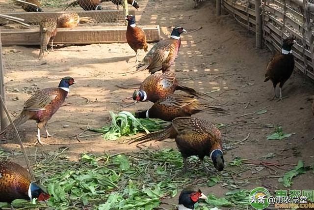 養(yǎng)啥最賺錢，養(yǎng)啥最賺錢利潤大好養(yǎng)？